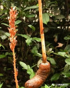 天麻新吃法,食補(bǔ)更治病