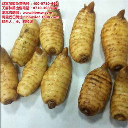 天麻頭 種植招商加盟 已認(rèn)證 禮縣天麻高清圖片 高清大圖