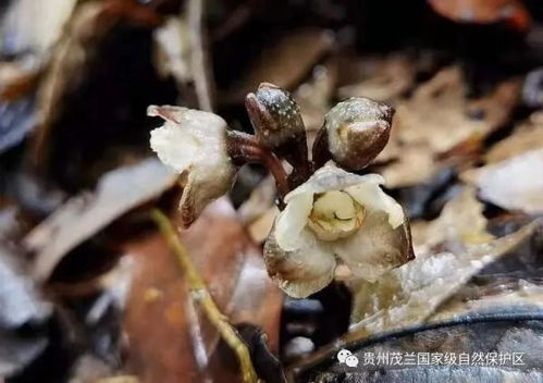 首次 貴州國家級(jí)自然保護(hù)區(qū)發(fā)現(xiàn)蘭科天麻屬植物叉脊天麻