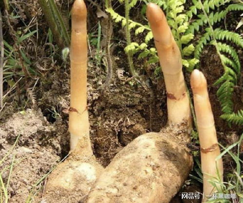 1種 合離草 塊莖大,在山谷下生長,殊不知珍貴,1斤 450元