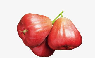 霧蓮圖片素材圖片免費(fèi)下載 高清產(chǎn)品實(shí)物png 千庫(kù)網(wǎng) 圖片編號(hào)5243482