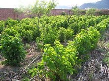 細(xì)天麻與天麻 傳統(tǒng)藥材的奧秘與功效