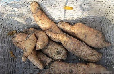 農(nóng)民挖天麻意外得寶，野生靈芝價值連城